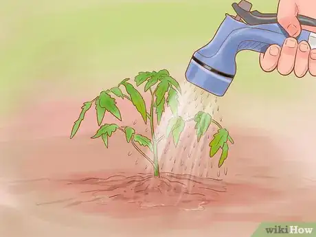 Image titled Grow Roma Tomatoes Step 8