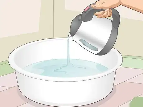 Image titled Prepare a Guinea Pig for Show Step 10