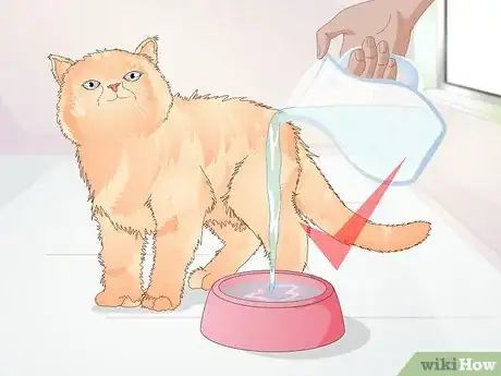 Image titled Keep a Cat Healthy Step 3
