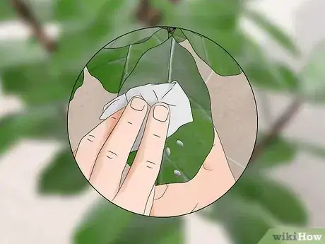 Image titled Control Mealybugs on Indoor Plants Step 3