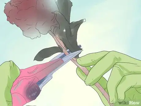 Image titled Prune Drift Roses Step 11