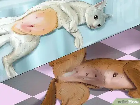 Image titled Keep a Dog or Cat Successfully While Living in an Apartment Step 6