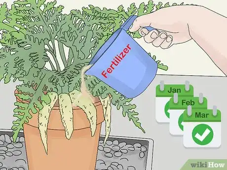 Image titled Grow a Rabbit Foot Fern Step 9