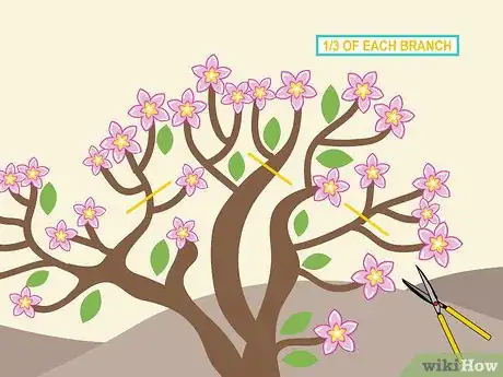 Image titled Prune Desert Rose Step 11