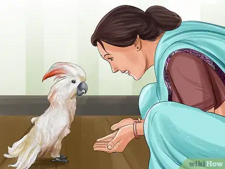 Image titled Live With a Moluccan Cockatoo Step 12