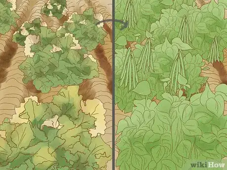 Image titled Use Crop Rotation in Gardening Step 9