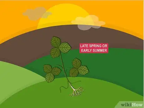 Image titled Grow Strawberries in a Pot Step 02