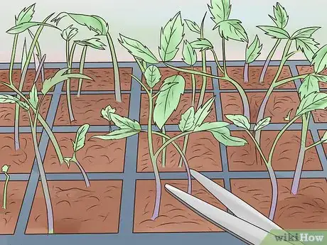 Image titled Grow Tomatoes Upside Down Step 6