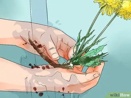 Image titled Harvest Dandelions Step 9