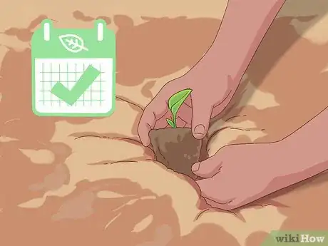 Image titled Grow Dichondra Step 9