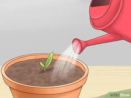 Image titled Plant Date Seeds Step 14