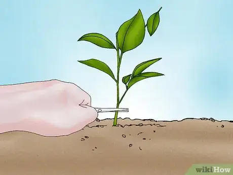 Image titled Grow a Peony in a Pot Step 11