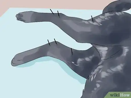 Image titled Manage Arthritis in Senior Dogs Step 9