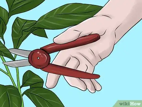 Image titled Overwinter Lily Bulbs Step 1