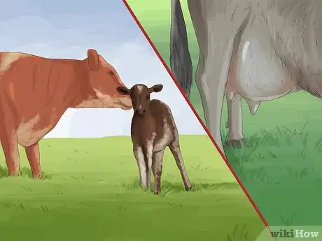 Image titled Identify Guernsey Cattle Step 8