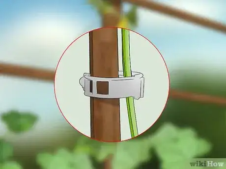 Image titled Prune Cucumber Plants Step 9