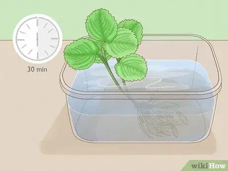 Image titled Grow Strawberries in Hanging Baskets Step 8