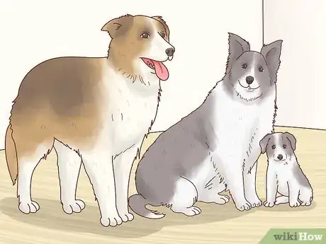 Image titled Choose a Border Collie Step 16