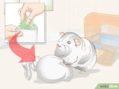 Image titled Choose Toys for a Guinea Pig Step 6