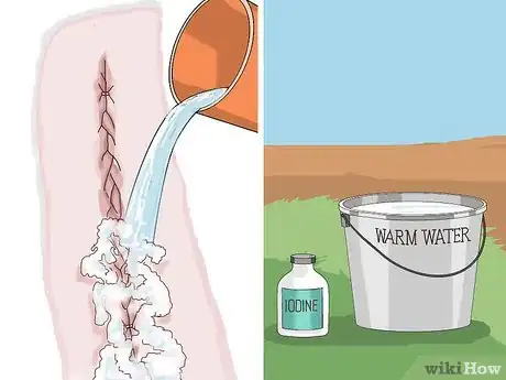 Image titled Perform a Caesarean Section on a Cow or Heifer Step 18