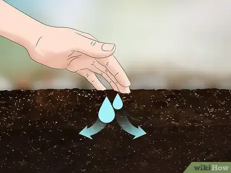 Image titled Grow Protea Step 3