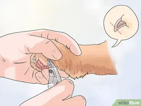 Image titled Groom a Shih Tzu at Home Step 15