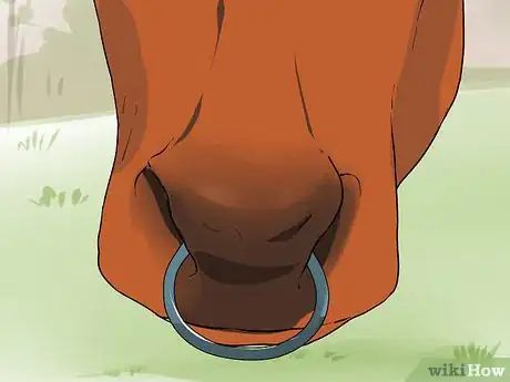 Image titled Ride a Steer Step 3