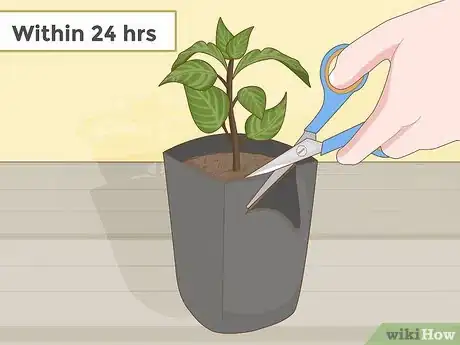 Image titled Plant Succulents Indoors Step 4