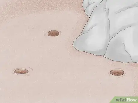 Image titled Rake Manilla Clams or Steamer Clams Step 4