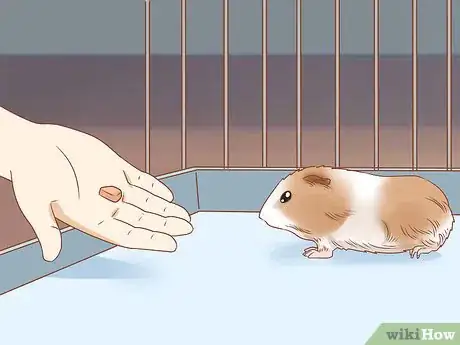 Image titled Get Your Guinea Pig to Eat a Treat Out of Your Hand Step 8