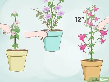 Image titled Plant Clematis Step 13