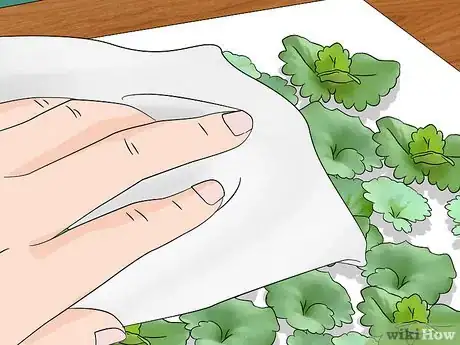 Image titled Harvest Creeping Charlie Step 6