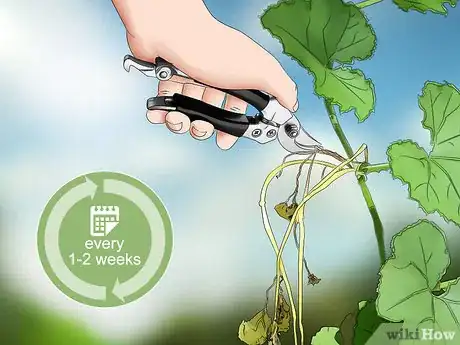 Image titled Prune Cucumber Plants Step 2