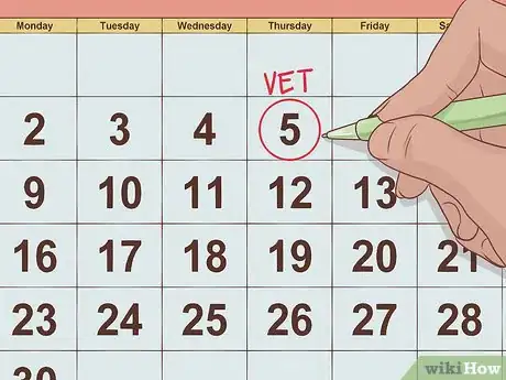 Image titled Handle Anorexia in Guinea Pigs Step 4