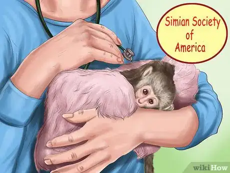 Image titled Quiet a Capuchin Monkey Step 17