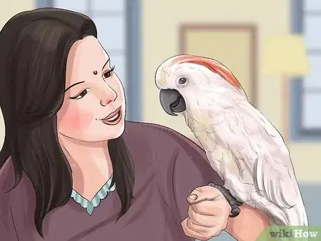 Image titled Live With a Moluccan Cockatoo Step 16