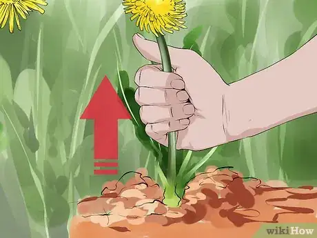 Image titled Harvest Dandelions Step 8