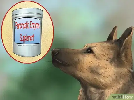 Image titled Treat Pancreatic Enzyme Deficiencies in German Shepherds Step 2