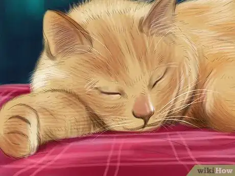 Image titled Give Monoamine Oxidase Inhibitors to a Cat Step 6