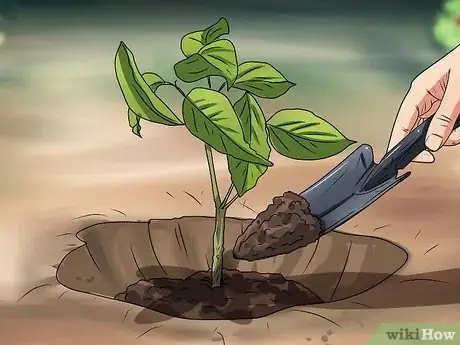 Image titled Plant Step 6