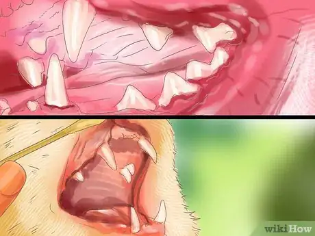 Image titled Treat Dental Disease in Senior Cats Step 9