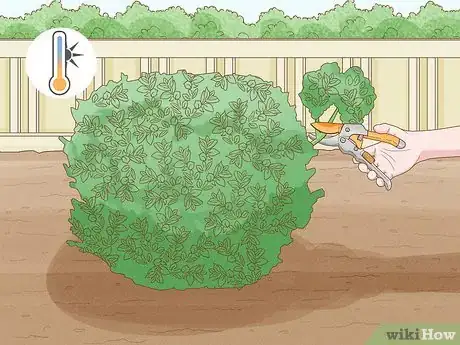 Image titled Trim Overgrown Shrubs Step 7