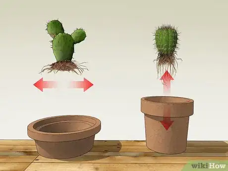 Image titled Care for a Cactus Step 1