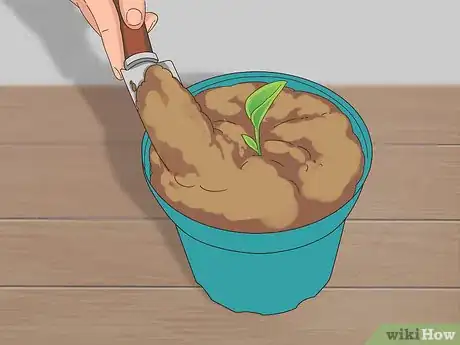 Image titled Grow Dichondra Step 23