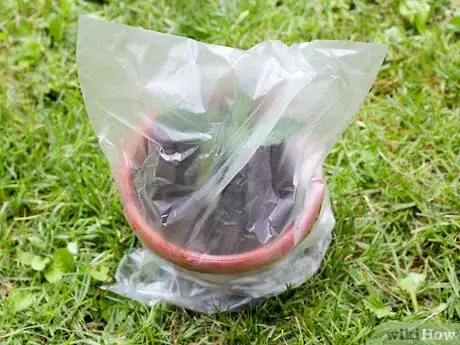 Image titled Grow Catmint from Cuttings Step 14