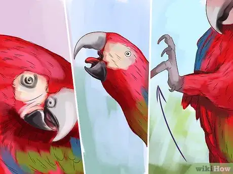 Image titled Stop a Greenwing Macaw from Biting Step 9