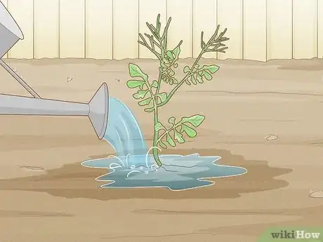 Image titled Grow Rainbow Eucalyptus Step 14