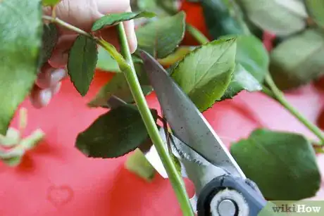 Image titled Buy Fresh Roses Step 8