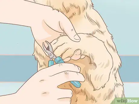 Image titled Groom a Wheaten Terrier Step 19