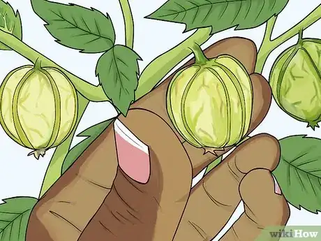 Image titled Roast Tomatillos Step 1